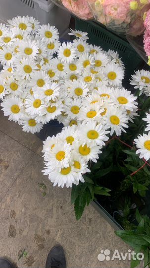 Гипсофила.Букет.Ромашка