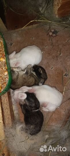 Декоративные кролики