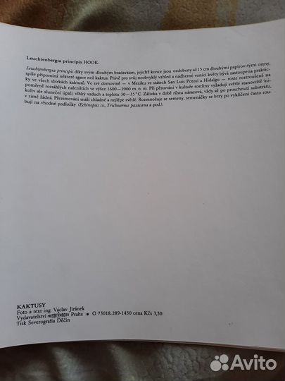 Большие открытки цветущих кактусов