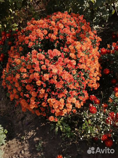 Хризантемы мультифлора