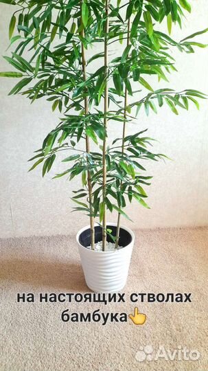 Бамбуковая Пальма 160см