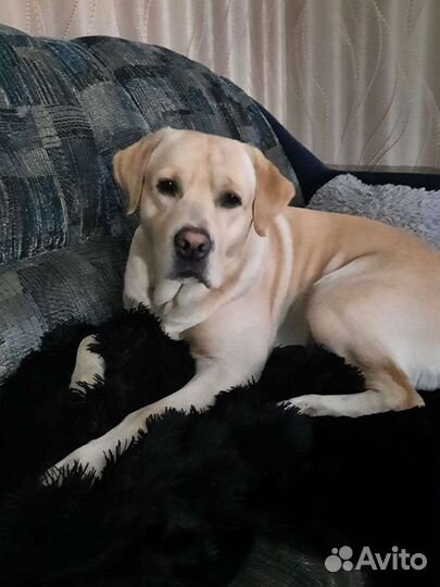 Лабродорчик ищет девочку для вязки,нам 4 годика