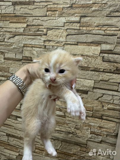 Шотландские прямоухие котята