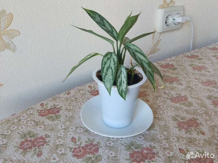 Аглаонема, комнатный цветок