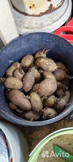 Сменная картошка
