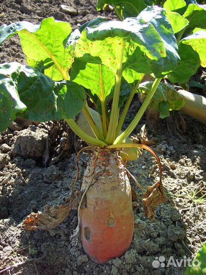 Семена кормовой свеклы