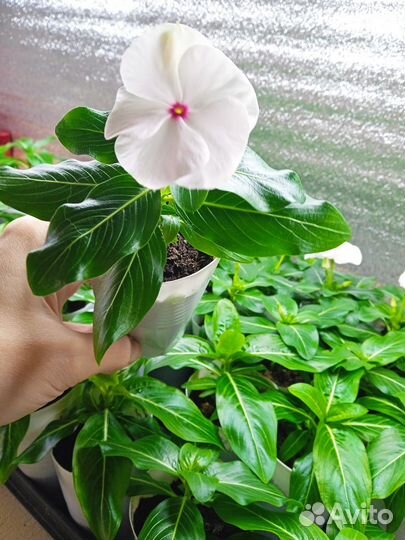 Катарантус рассада