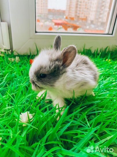 Карликовый кролик