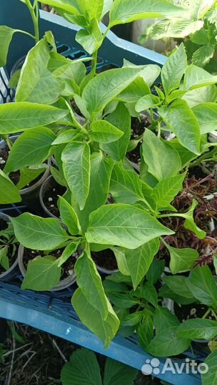 Рассада перца сладкого