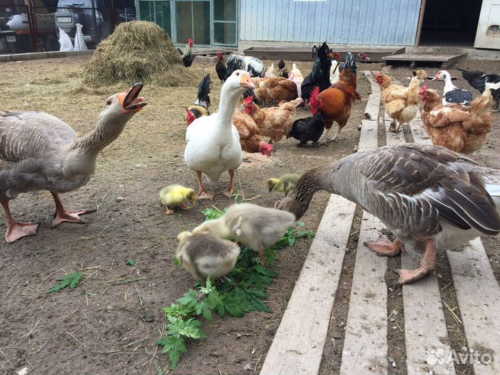 Семья гусей