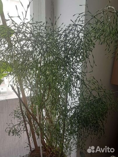 Хатиора, декабрист, драцена