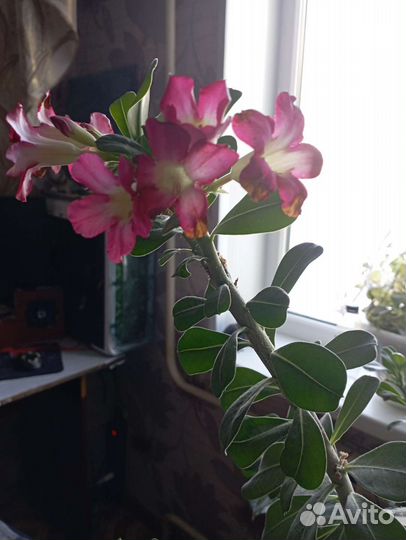 Адениум взрослый цветёт круглый год лет 12-15