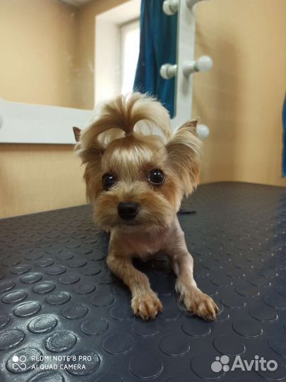 Уход за животными стрижка