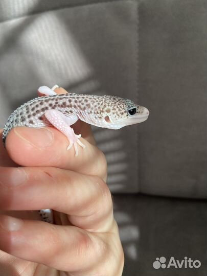 Геккон эублефар