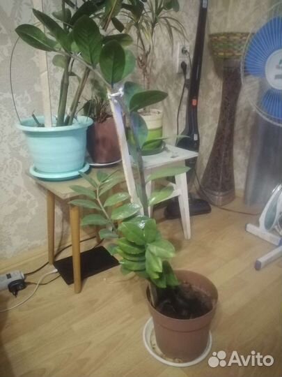 Замиокулькас долларовое дерево