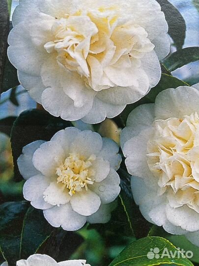 Камелия японская