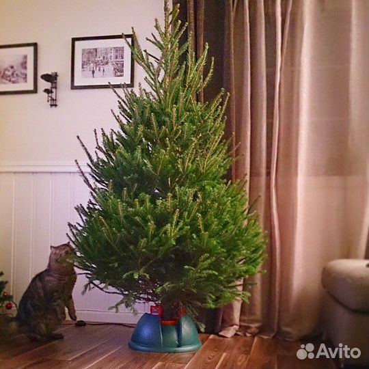 Живые Натуральные Ёлочки и Сосны