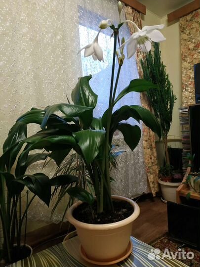 Амазонская лилия цветущая Эухарис