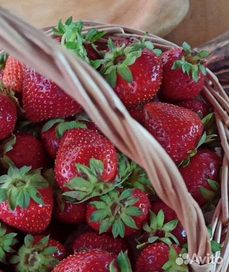 Саженцы клубники ремонтантных сортов