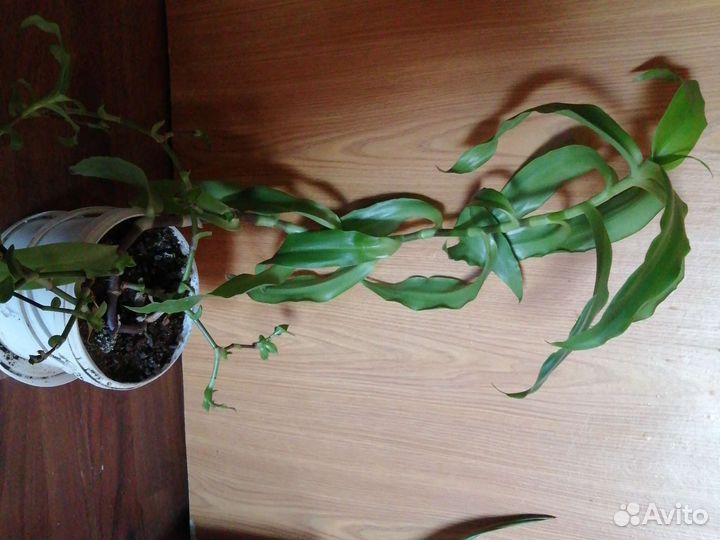 Каллизия душистая, или Золотой ус