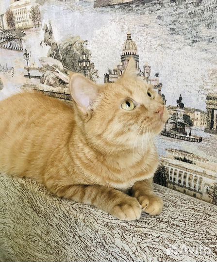 Ксюшка