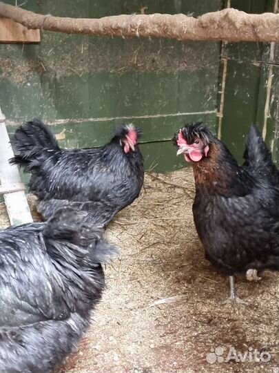 Козье молоко