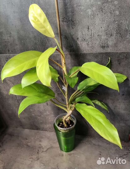 Ароидные растения