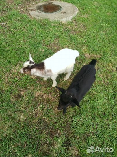 Камерунские козочки козлята