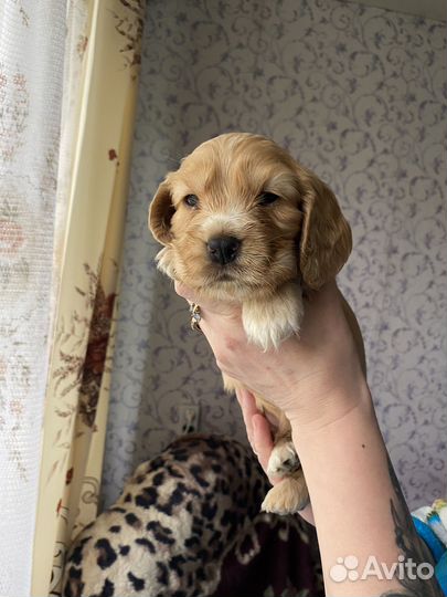 Щенки кокер спаниеля