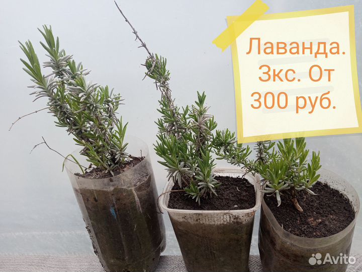 Скумпия, лаванда, лавровый лист