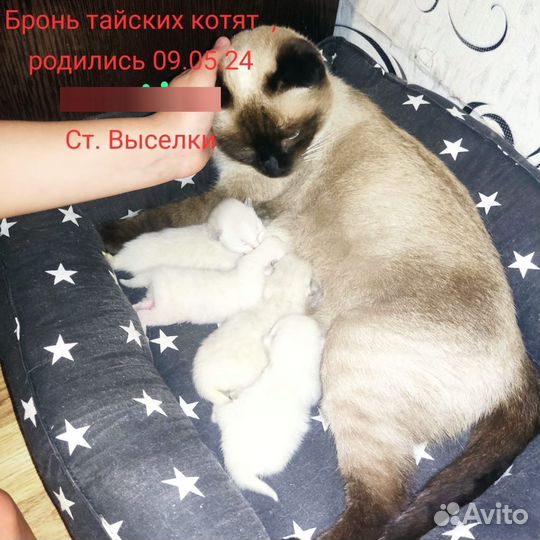 Тайские Котята
