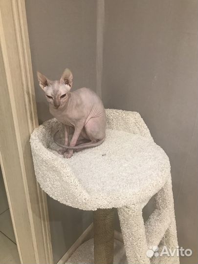 Когтеточка с лежанкой 