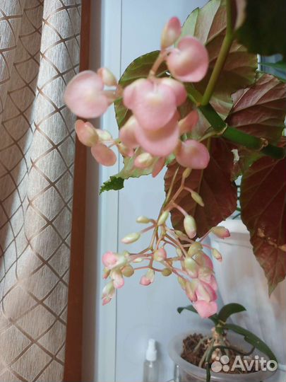 Коралловая бегония