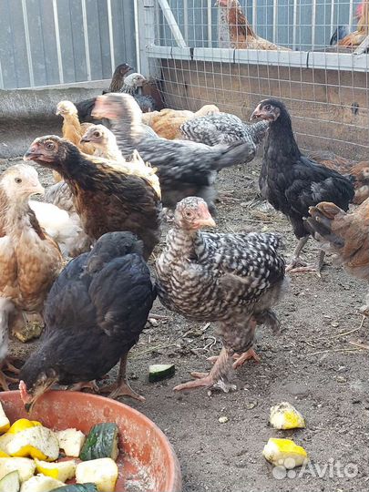 Куры несушки