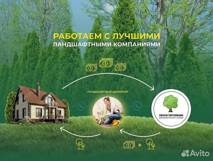 Туя для изгороди