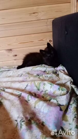 Котята в добрые руки бесплатно