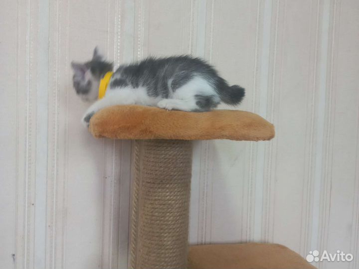 Девочка,бесплатно. Доставим домой