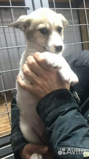 Щенок в добрые руки