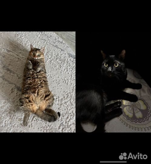 Отдам в хорошие руки кота и кошку