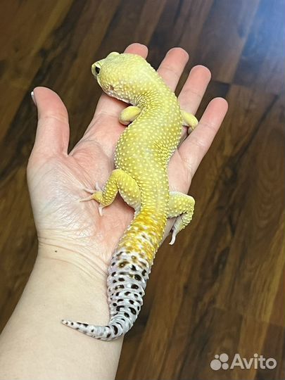 Взрослый самец эублефар