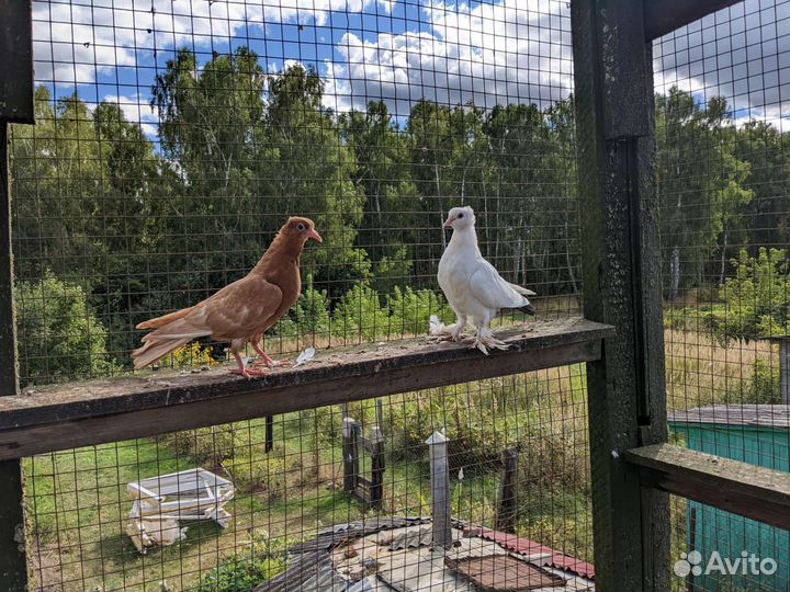 Голуби молодежь бакинские бойные