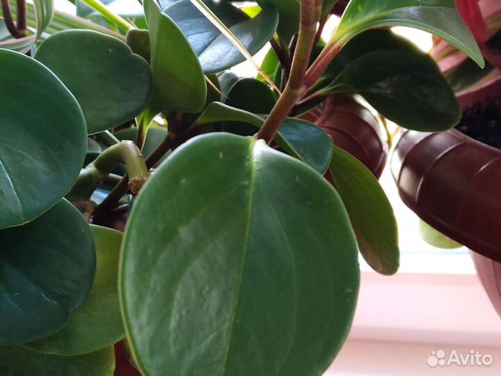 Комнатные растения номер 7