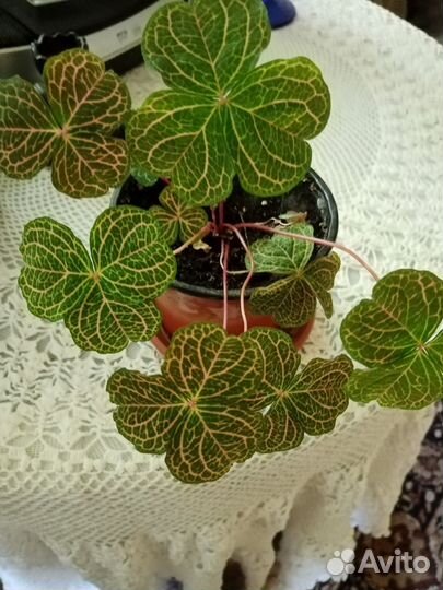 Кислица оксалис