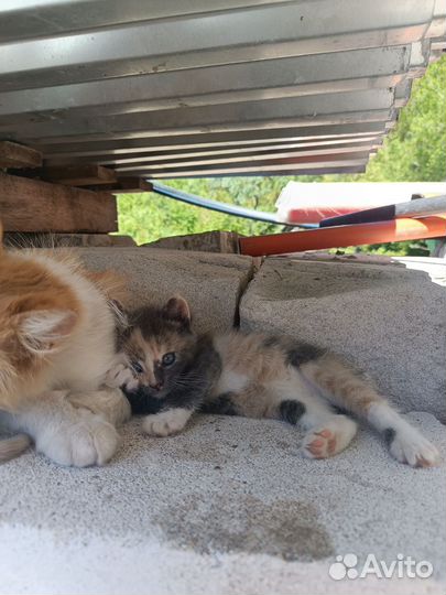Отдам в добрые руки котят