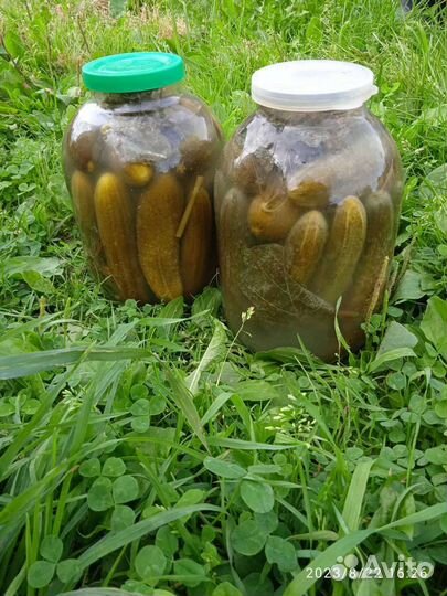 Огурцы соленые бочковые
