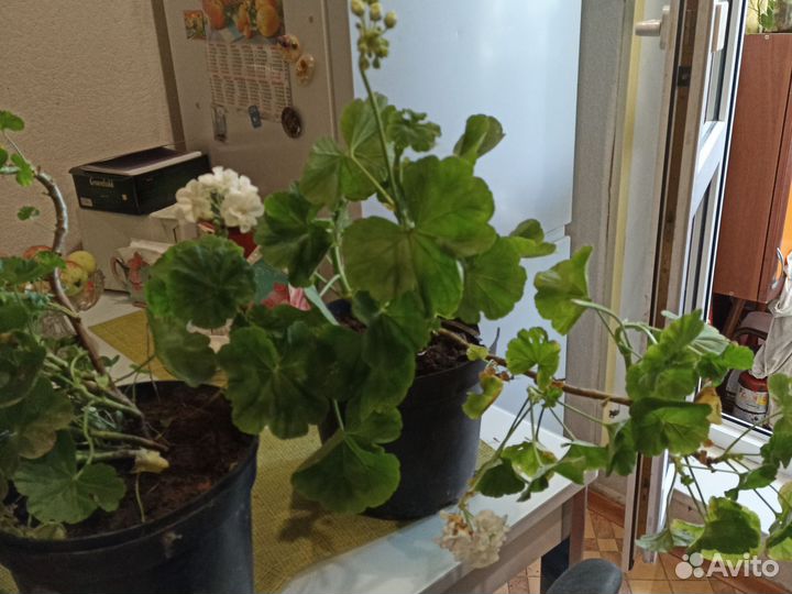 Герань розебудная, лососевая, королевская цветы