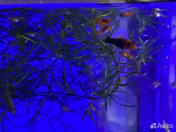 Аквариумные рыбки, гуппи и меченосцы