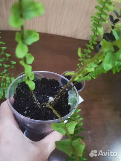 Папоротник нефролепис