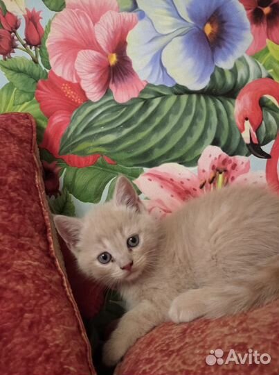 Британские котята