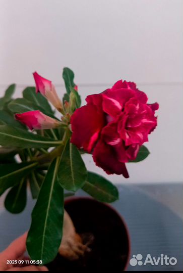 Адениум прививка Вишня